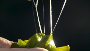 Липиды водорослей